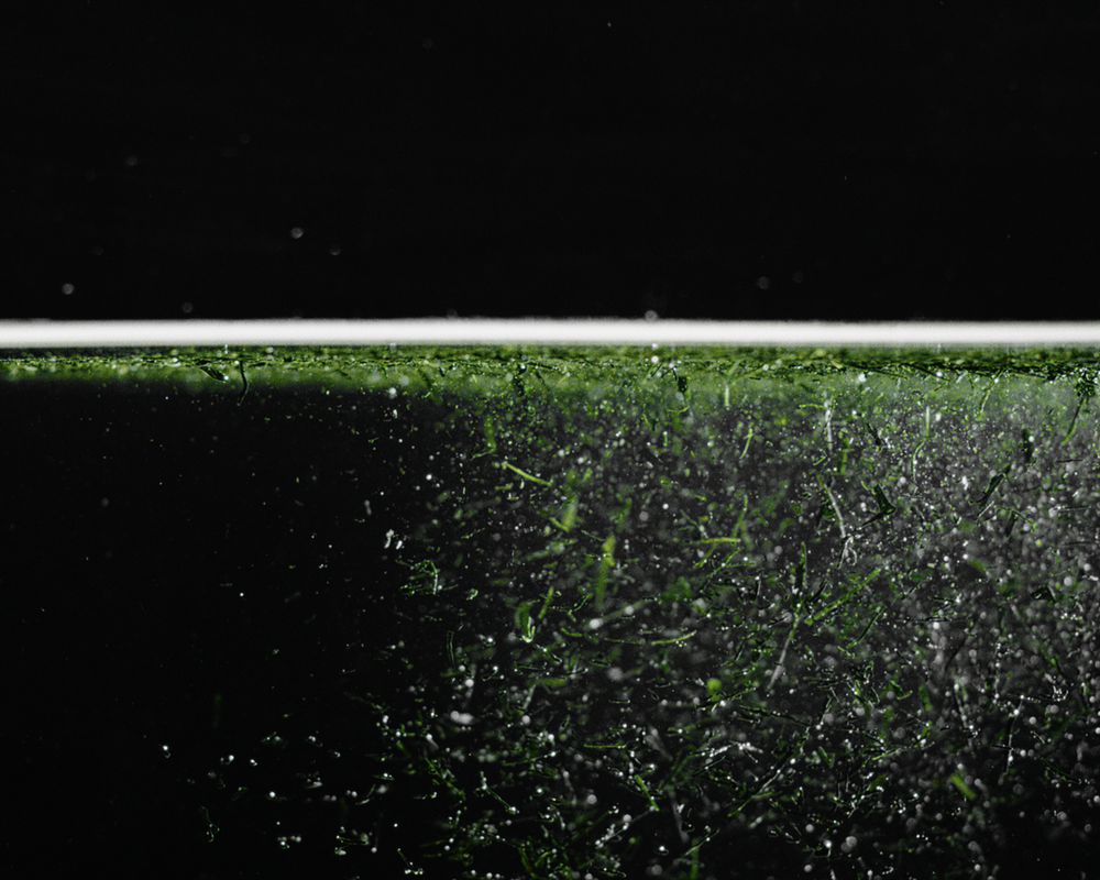 <p>We add nothing to alter or embellish. No sugar, alcohol, or carbon — only the natural sweetness and umami of Gyokuro. The absence of additives allows you  — our dear like-minded believer — to encounter tea in its most elemental form. </p>