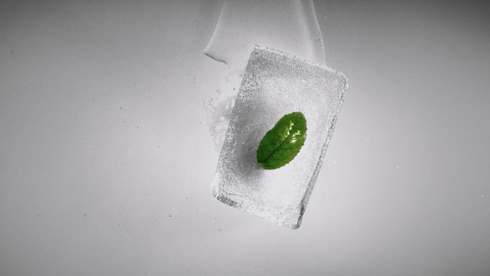 <p>Gyokuro is the only tea in the world whose identity and character are entirely Japanese. It grows in the dark which concentrates amino acids for deep umami, and creates a tender cell structure. Only the most vibrant leaves from the tea plant are destined for drinking, and we harvest the top two young buds once per year, during spring. </p>